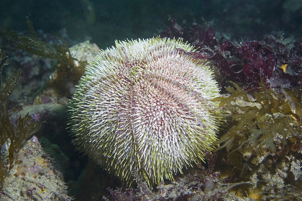 Common Urchin (Echinus esculentus), Sark, Channel Islands