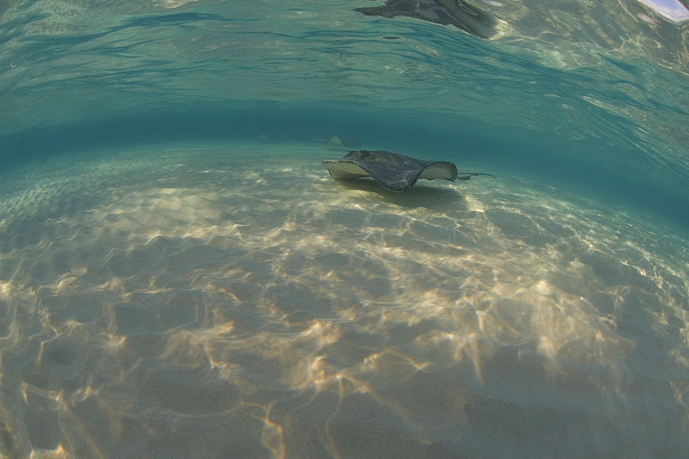 Sting Ray. Caymans.