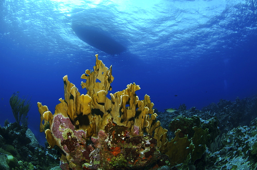 Underwater view and the underside of a boat. Compasspoint, Caymans.