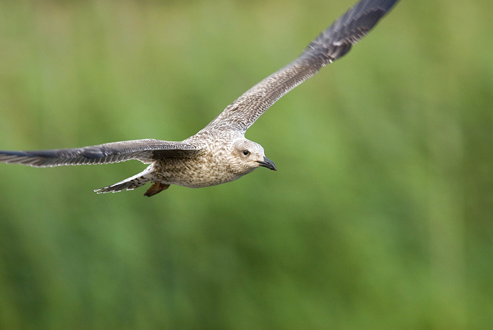 Juvenile Great black-backed gull (Larus marinus) in flight, UK