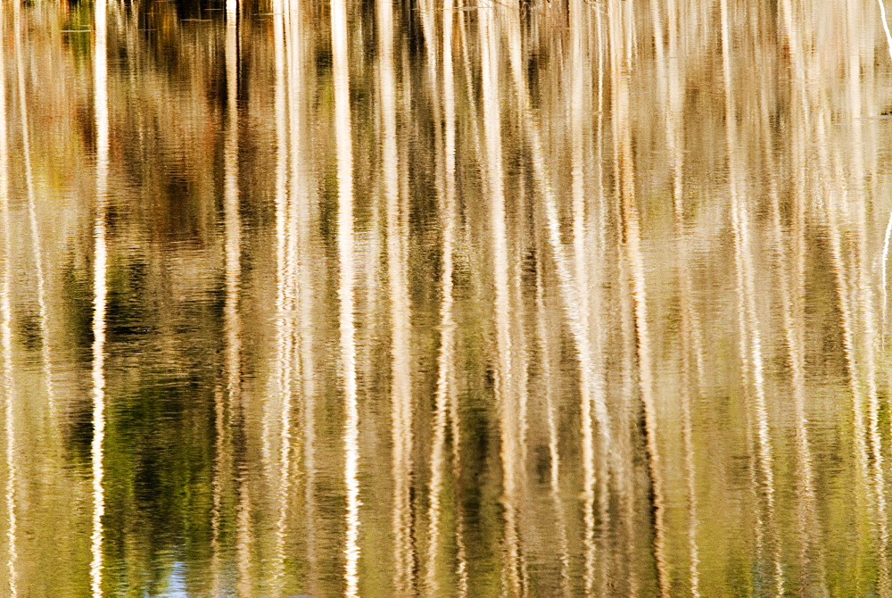 Autumnal reflections of trees in pond, Wyoming, USA