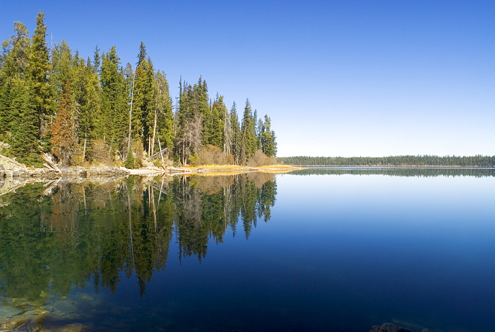 Pine trees reflected in Jenny Lake, Grand Teton National Park, Wyoming, USA