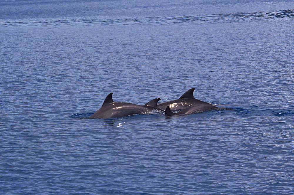 Bottlenose dolphin (Tursiops aduncus) dorsal fins, Kimbe Bay, West New Britain, Papua New Guinea, South Pacific Ocean