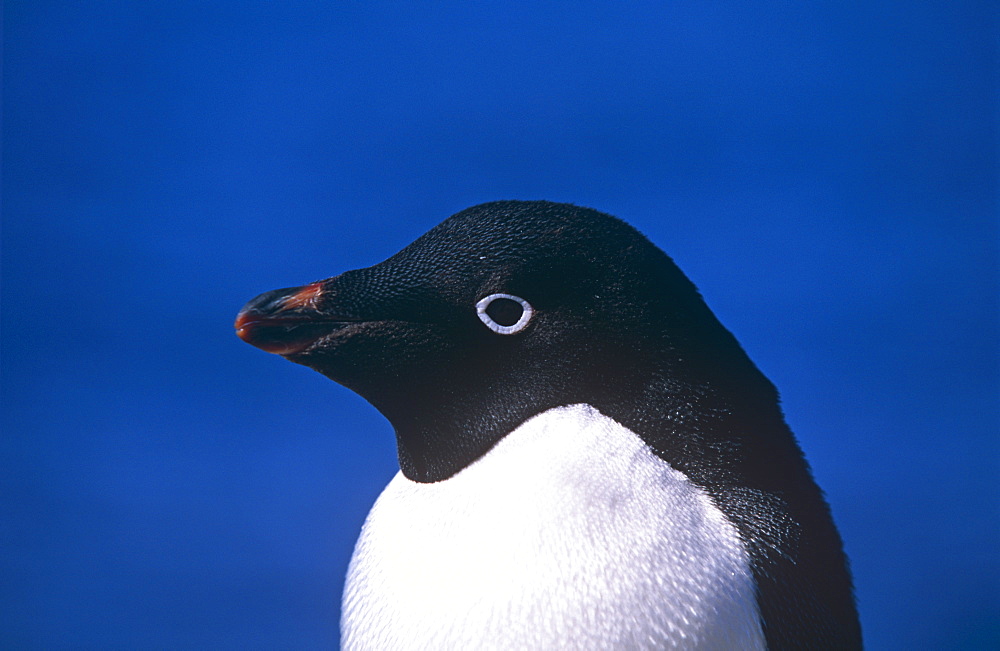 Adelie penguin (Pygoscelis adeliae) adult close up of head. Paulet Island, Antarctica, Southern Ocean.