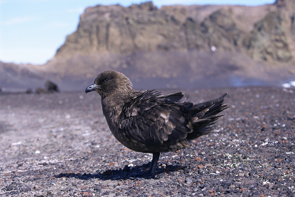 Skua (Catharacta sp.), Deception Island, Antarctica, Southern Ocean.