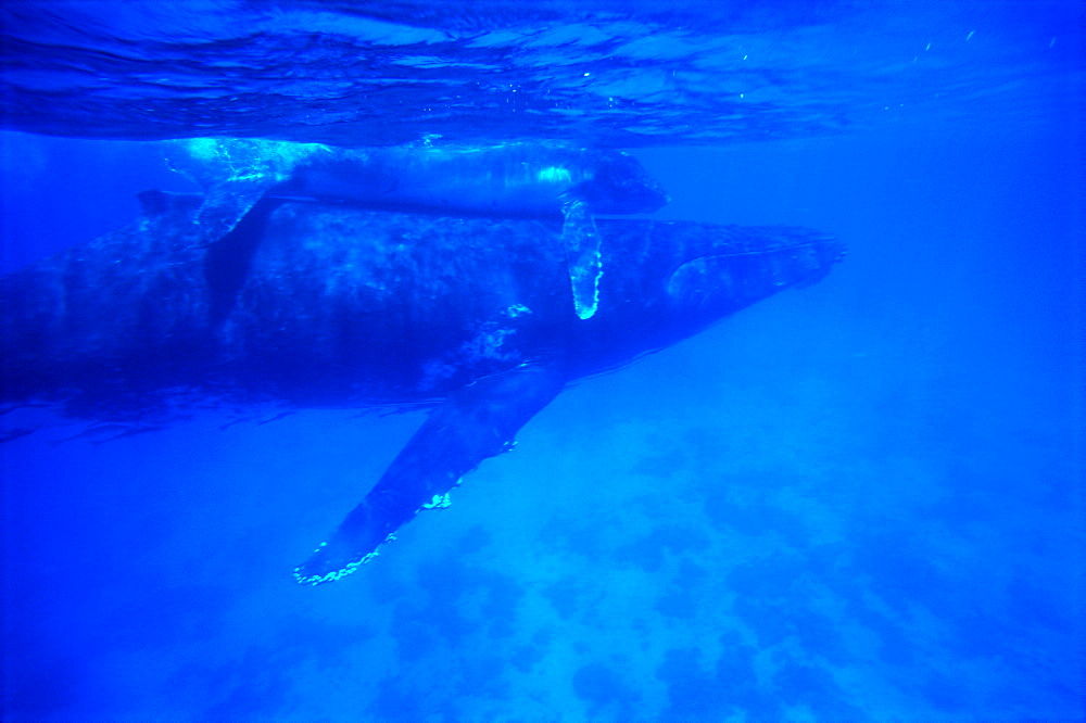 Humpback whale (Megaptera novaeangliae) cow and calf, underwater, Tonga, South Pacific