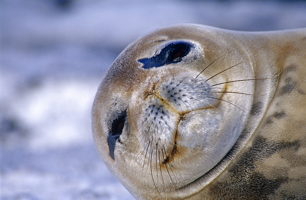 Weddell seal (Leptonychotes weddelli). Close up of head. Antarctic Peninsula, Southern Ocean.