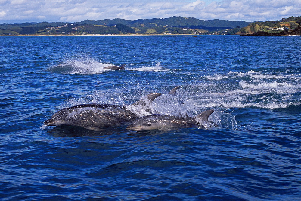 Bottlenose dolphins (Tursiops truncatus) fleeing from orca/killer whales (Orcinus orca) Tutukaka, North Island, New Zealand, South Pacific Ocean.