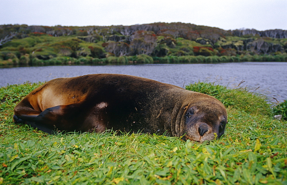 New Zealand fur seal (Arctochephalus forsteri) scratching. New Zealand.