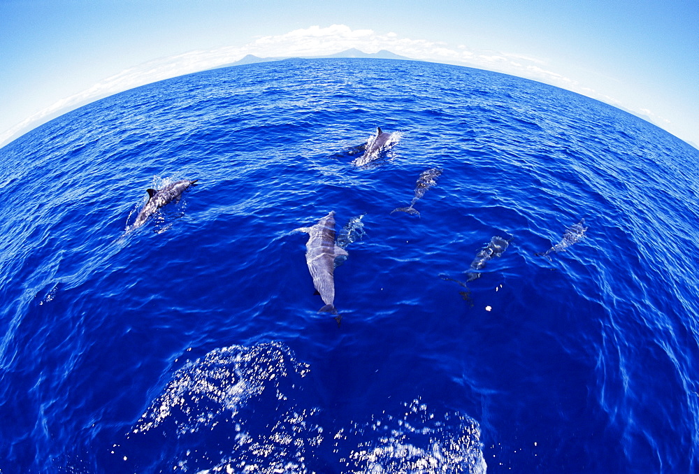 Spinner dolphins (Stenella longirostris) surfacing, May Reef, West New Britain Island, Papua New Guinea, South Pacific