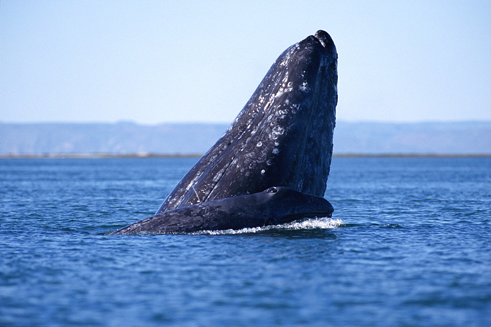 Grey whale (Eschrichtius robustus). Mother and calf. Baja, California