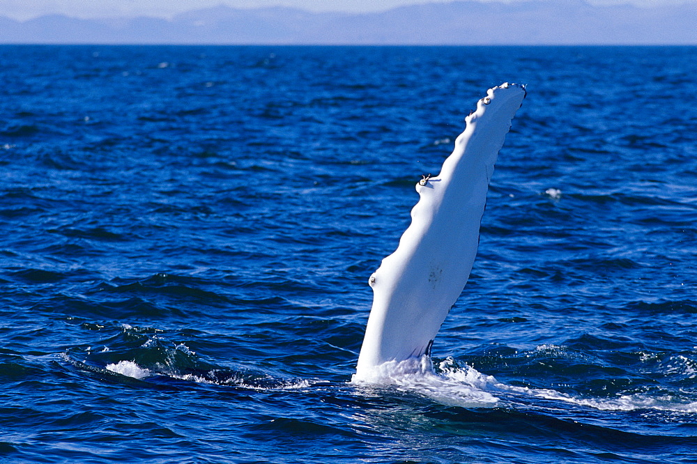 Humpback whale (Megaptera novaeangliae) slapping water with long flipper Iceland