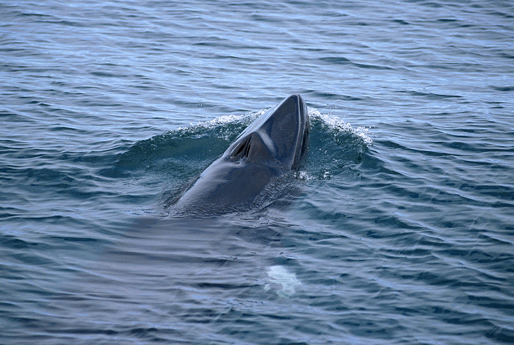 Minke whale (Balaenoptera acutorostrata) Iceland.