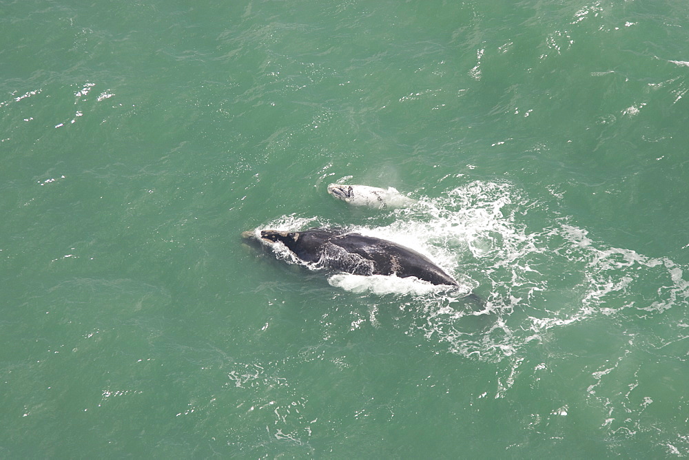 Aerial of Southern Right Whale (Eubalaena australis). Cape Peninsular, South Africa