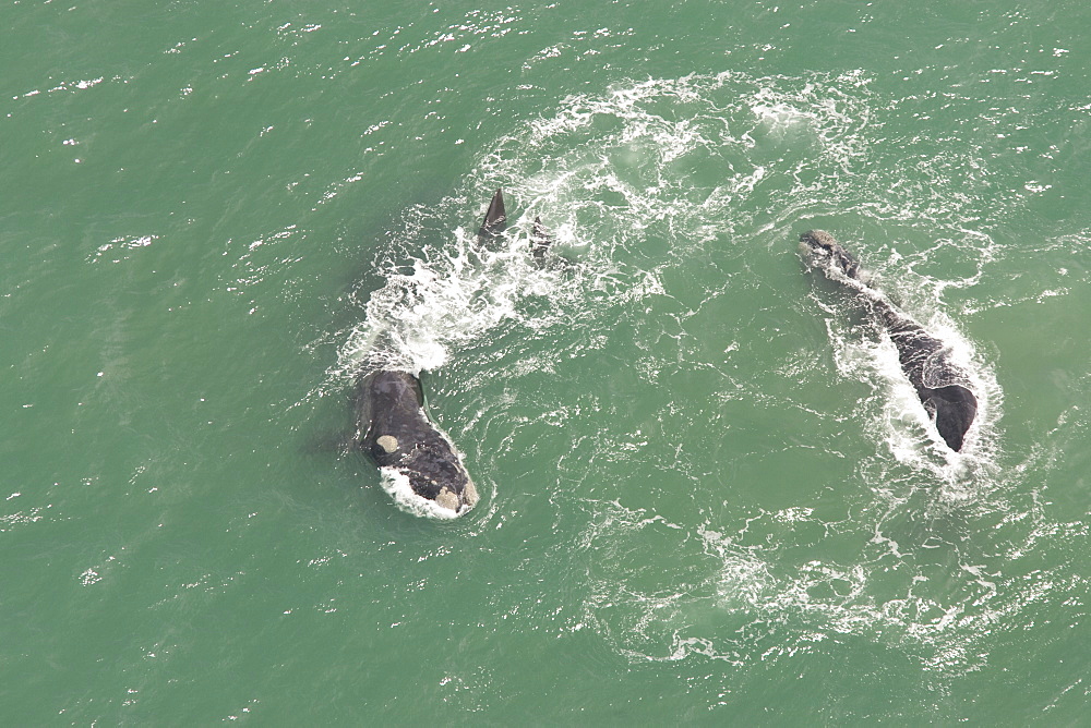 Aerial of Southern Right Whale (Eubalaena australis). Cape Peninsular, South Africa