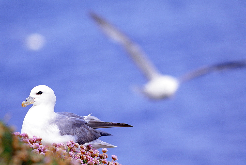 Fulmars and sea pinks.  Jan Mayen Island, Atlantic