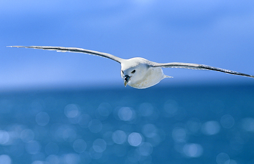 Fulmer (Fulmar glacialis) soaring. West of Iceland.