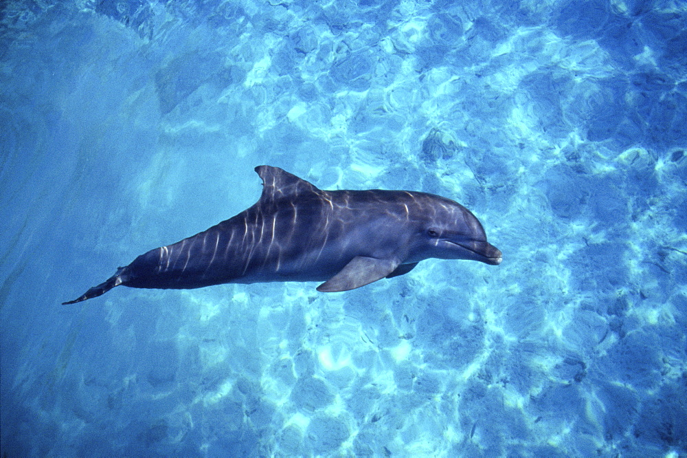 Bottlenose dolphin (Tursiops truncatus) in captivity. Bahamas.