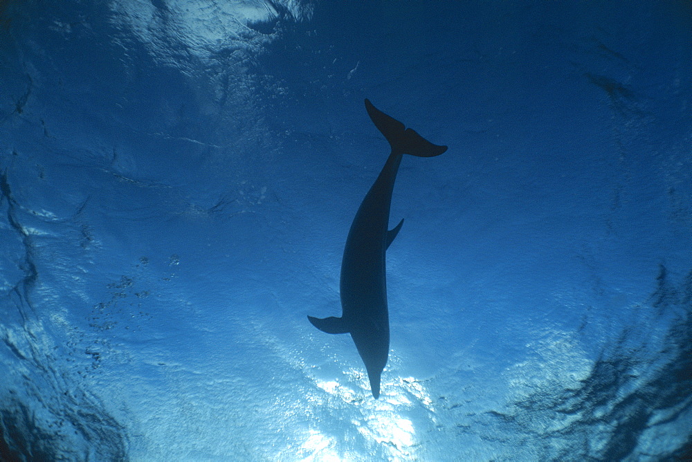 Atlantic Spotted dolphin (Stenella frontalis) underwater, watching a diver from above. Bimini, Bahamas.