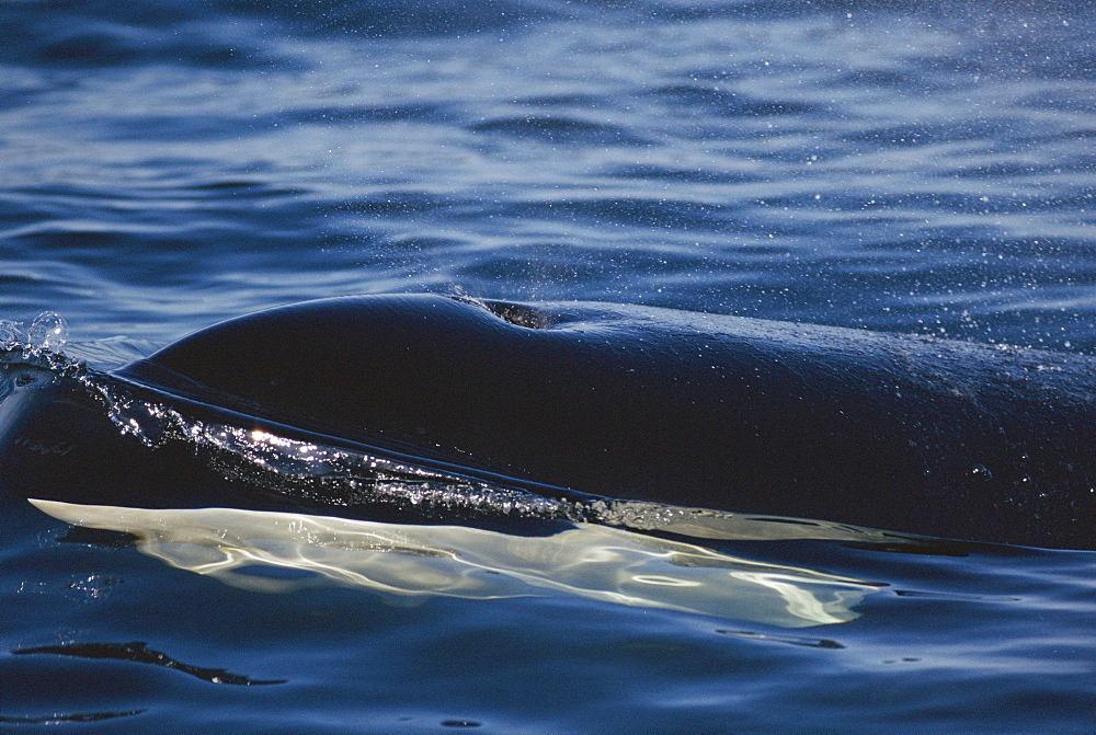 Killer whale (Orcinus orca). Monterey Bay, California. USA