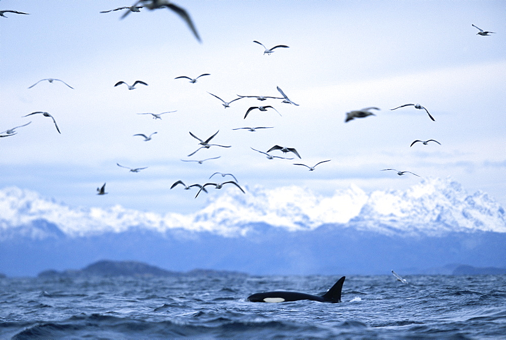 Killer whale (Orcinus orca) Feeding with gulls on herring. Snowy mountains behind. Mid-winter in Tysfjord, Norway