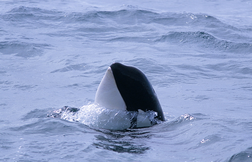 Killer whale (Orcinus orca) spy hopping west of Snaefellsness Peninsular, Iceland