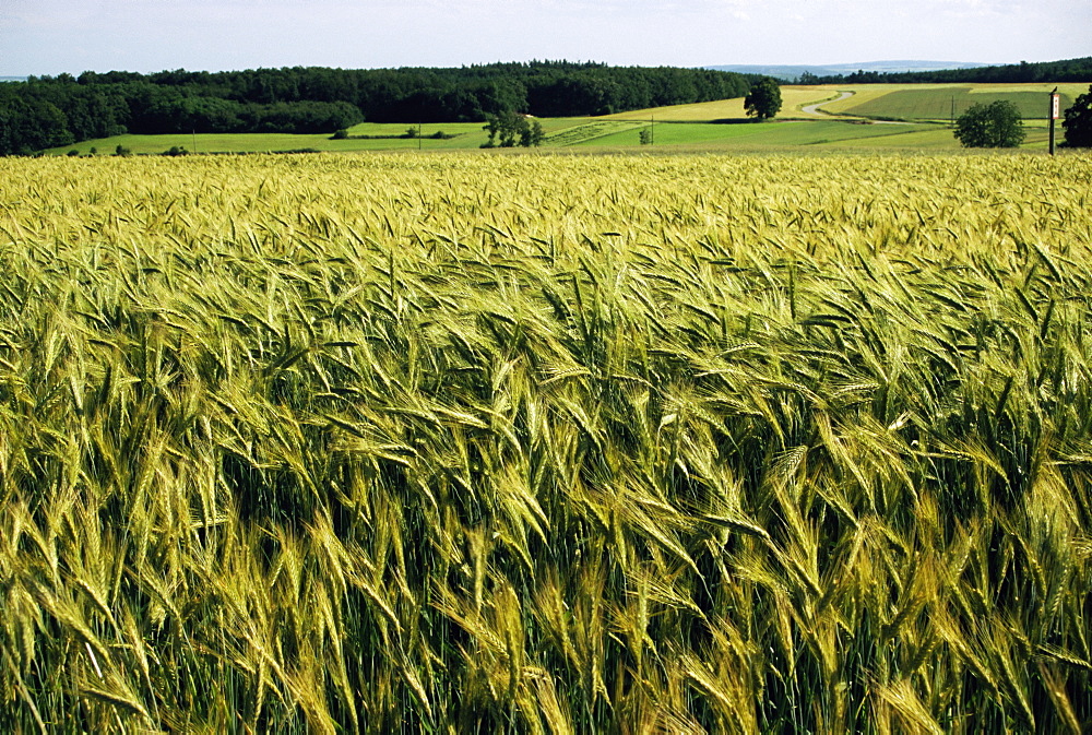 Grain field, agricultural landscape, near Retz, Lower Austria, Austria, Europe