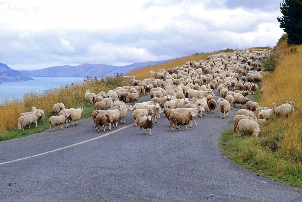 Flock of sheep, Banks Peninsula, Canterbury, South Island, New Zealand, Pacific