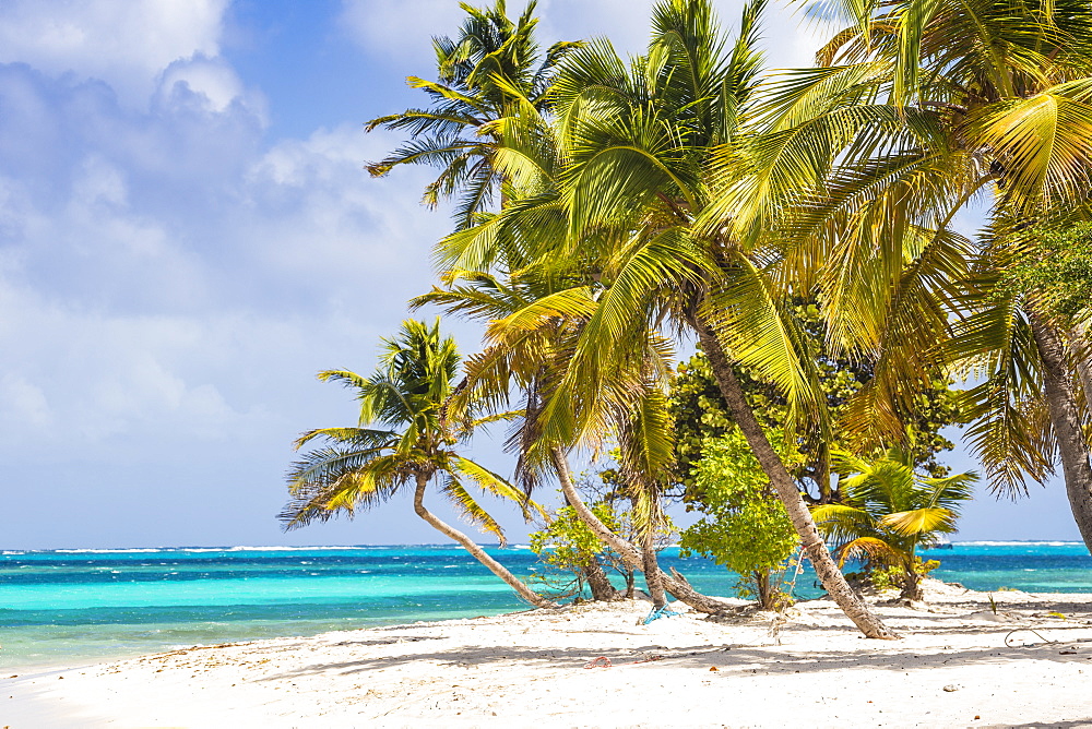 Petit Bateau, Tobago Cays, The Grenadines, St. Vincent and The Grenadines, West Indies, Caribbean, Central America