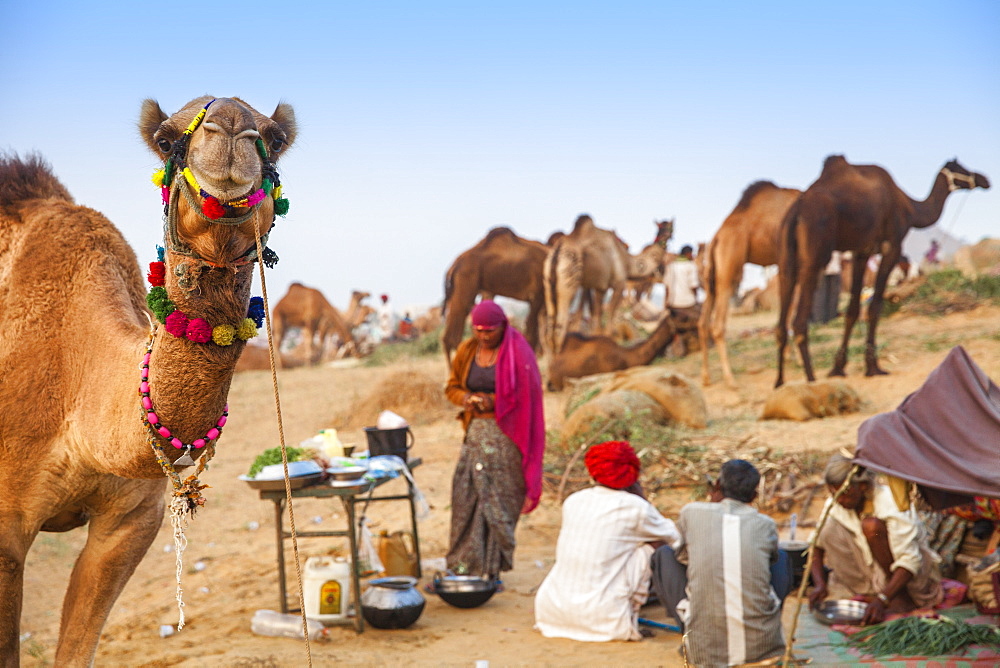 Pushkar Camel Fair, Pushkar, Rajasthan, India, Asia