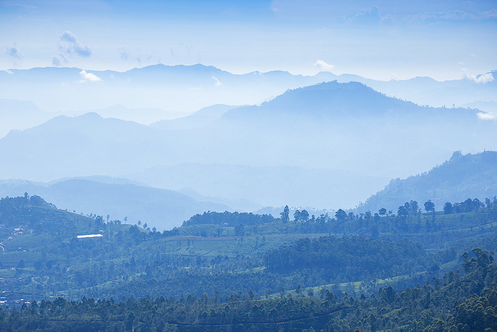 Heritance tea estate, Nuwara Eliya, Central Province, Sri Lanka, Asia