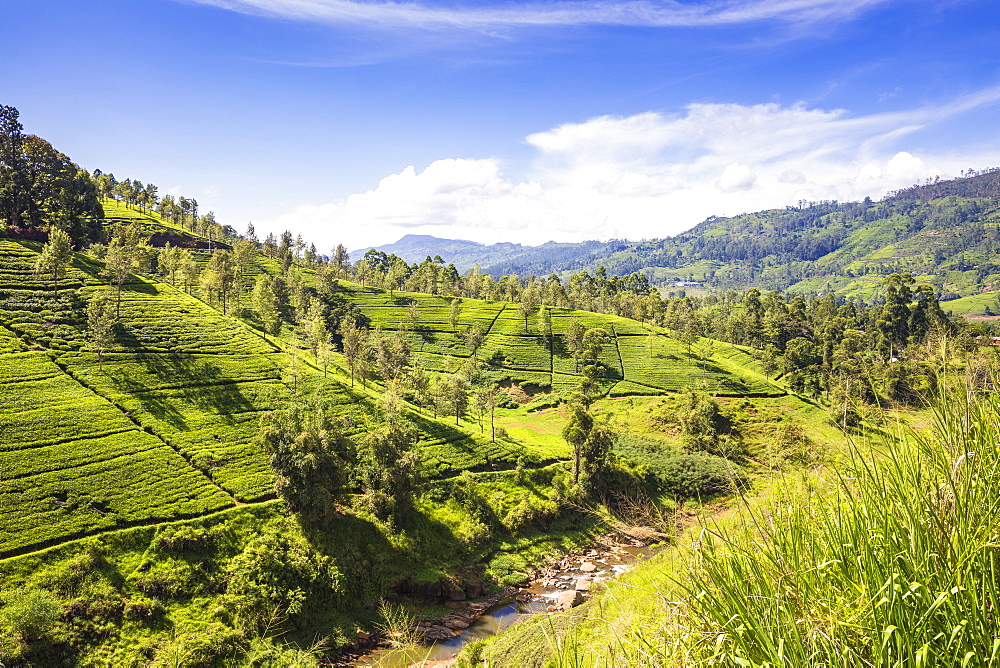 Tea Estate, Castlereagh Lake, Hatton, Central Province, Sri Lanka, Asia