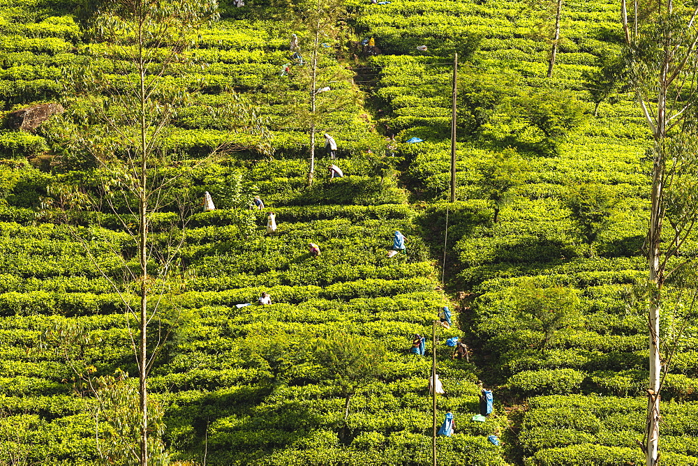 Tea Pluckers, Hatton, Central Province, Sri Lanka, Asia