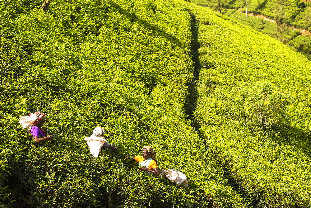 Tea plucking, Castlereagh Lake, Hatton, Central Province, Sri Lanka, Asia