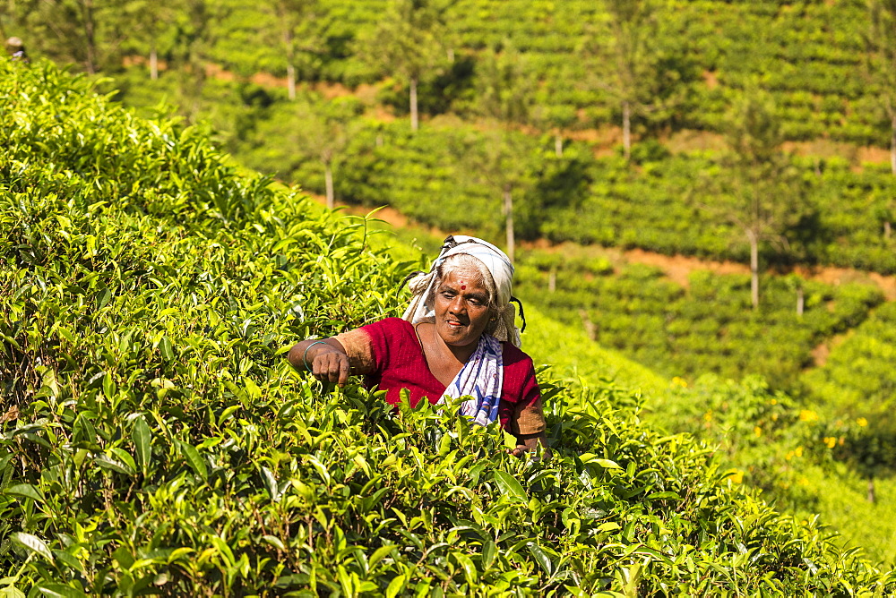 Tea plucking, Castlereagh Lake, Hatton, Central Province, Sri Lanka, Asia