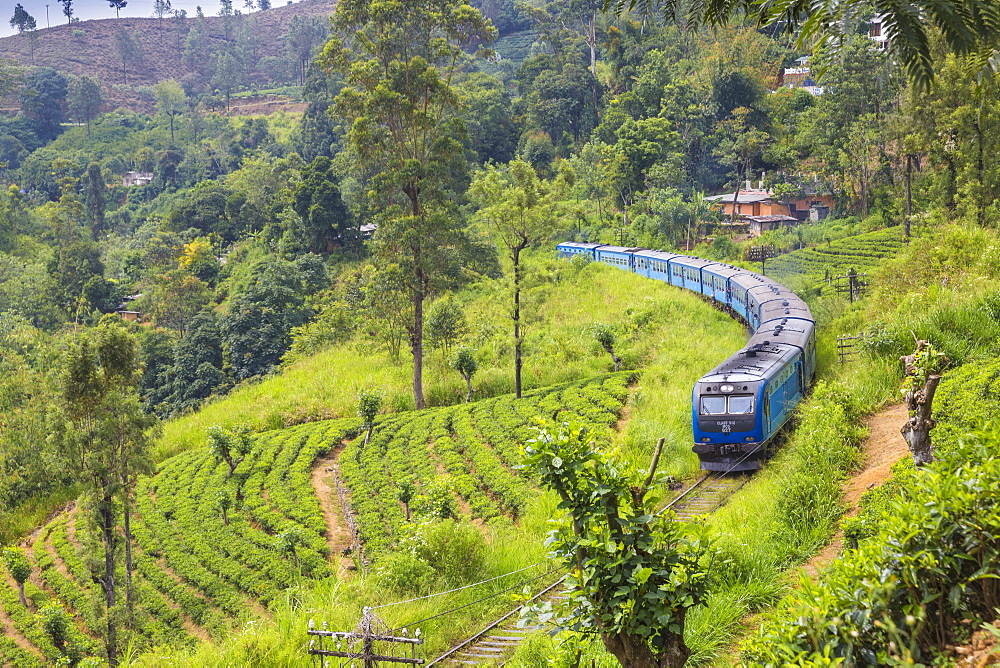 Kandy to Badulla train alongside tea estate near Nuwara Eliya, Nuwara Eliya, Central Province, Sri Lanka, Asia