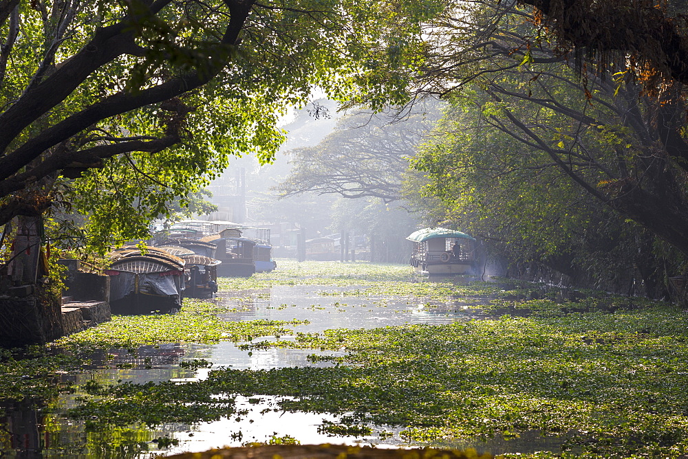 Boats on Backwaters, Alappuzha (Alleppey), Kerala, India, Asia