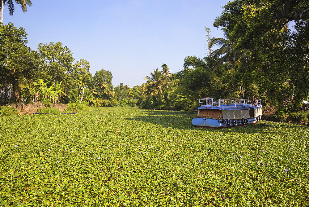 Backwaters, Alappuzha (Alleppey), Kerala, India, Asia