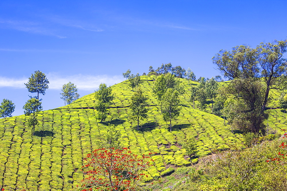 Tea Estate, Munnar, Kerala, India, Asia