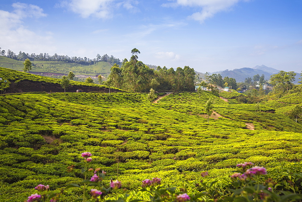 Tea estate, Munnar, Kerala, India, Asia