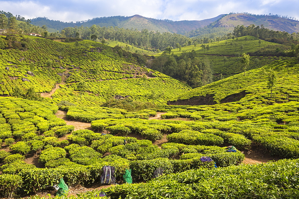 Tea estate, Munnar, Kerala, India, Asia