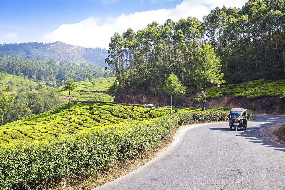 Auto rickshaw on road passing by Tea estate, Munnar, Kerala, India, Asia