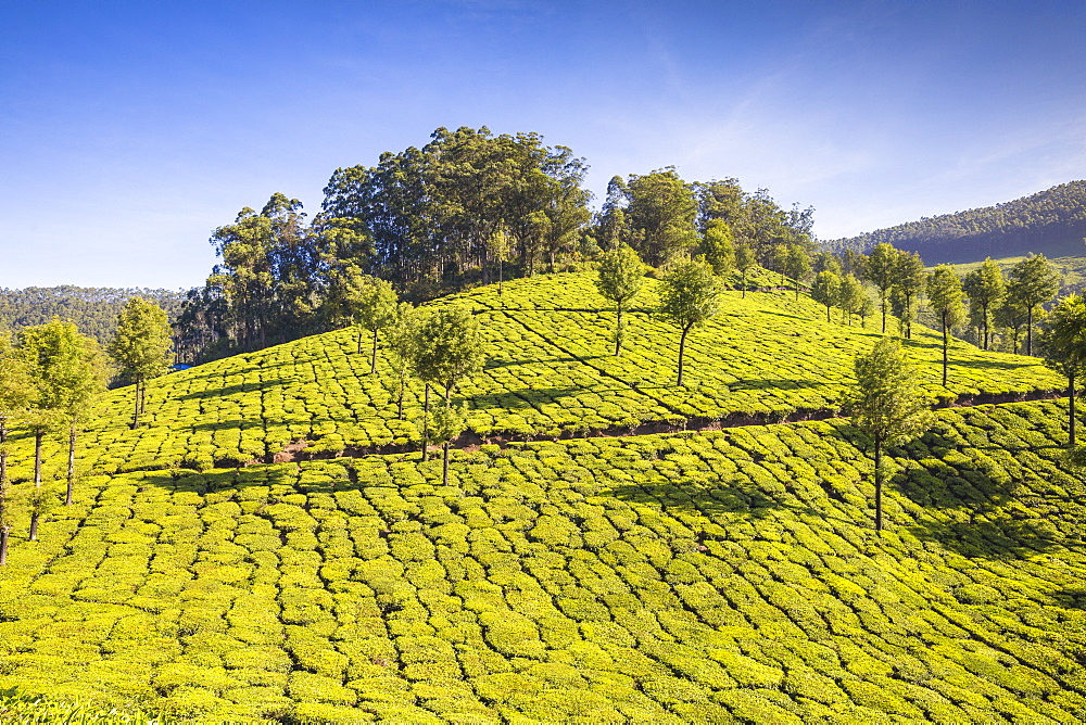 Tea estate, Munnar, Kerala, India, Asia