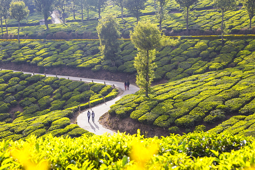 People walking along road in Tea estate, Munnar, Kerala, India, Asia