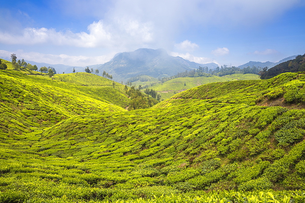 Tea estate near top station, Munnar, Kerala, India, Asia