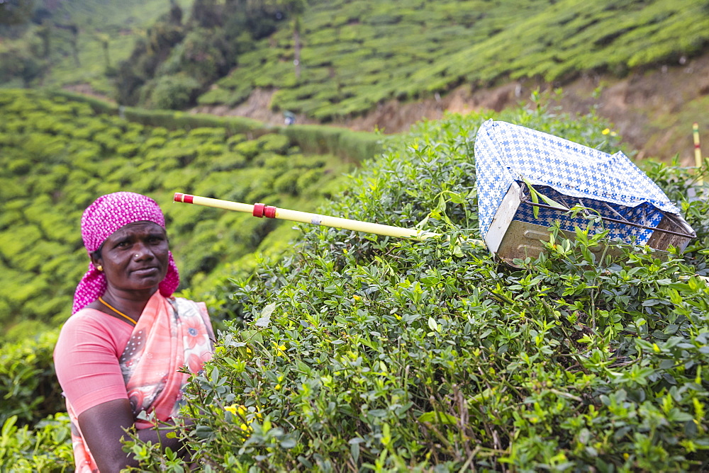 Tea picker at top station, Munnar, Kerala, India, Asia