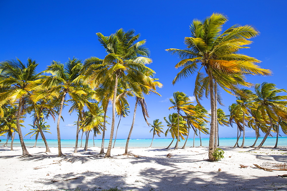 Cap Cana Beach, Punta Cana, Dominican Republic, West Indies, Caribbean, Central America