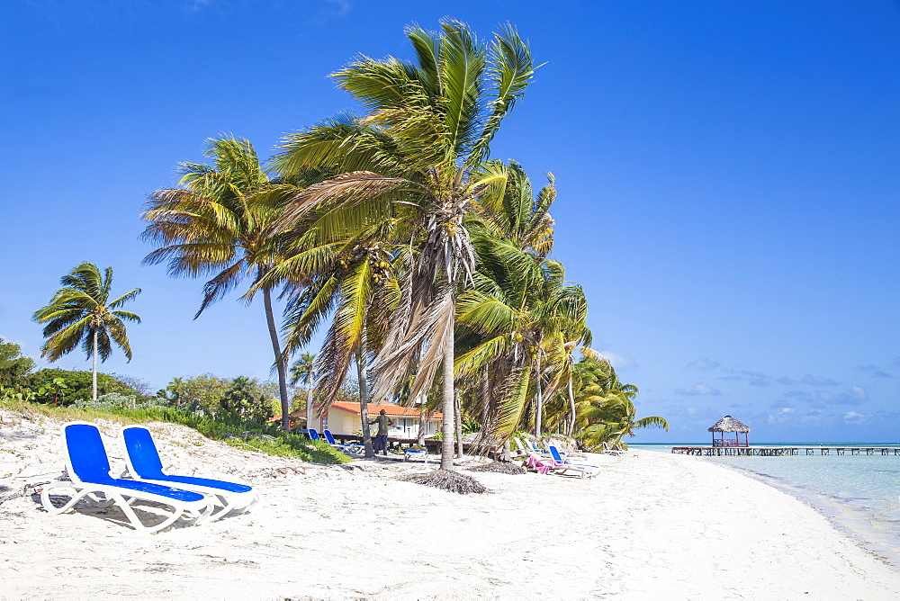 Palm trees and beach, Playa El Paso, Cayo Guillermo, Jardines del Rey, Ciego de Avila Province, Cuba, West Indies, Caribbean, Central America