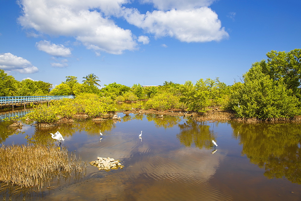 Egret in mangroves, Playa Pesquero, Holguin Province, Cuba, West Indies, Caribbean, Central America