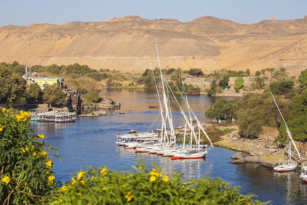 Feluccas on River Nile and Aswan, Upper Egypt, Egypt, North Africa, Africa